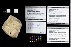 Foto (Objekt + Etikett) von Pithonoton sp.  (NHMW-GEO-1990-0041-2557a)